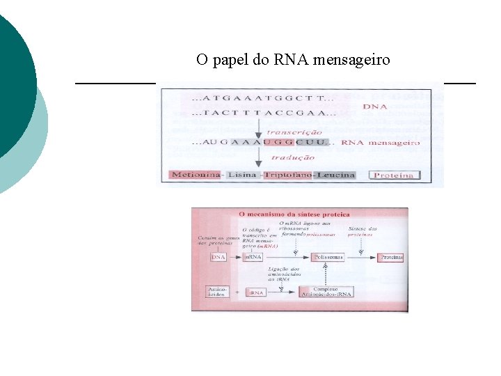 O papel do RNA mensageiro 