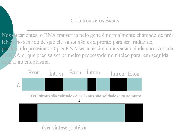 Os Íntrons e os Éxons Nos eucariontes, o RNA transcrito pelo gene é normalmente