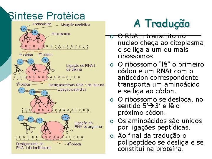 Síntese Protéica A Tradução ¡ ¡ ¡ O RNAm transcrito no núcleo chega ao