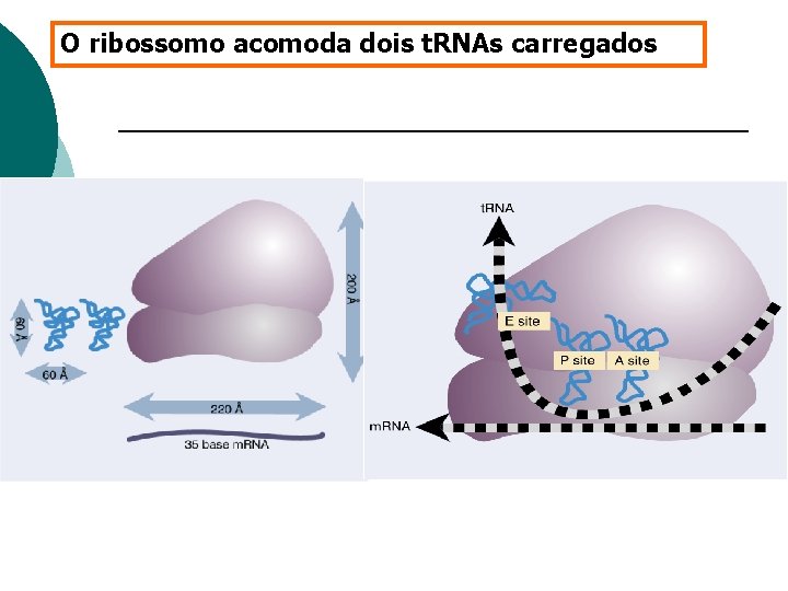 O ribossomo acomoda dois t. RNAs carregados 