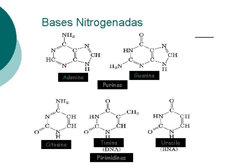 Bases Nitrogenadas Adenina Citosina Guanina Purinas Timina Pirimidinas Uracila 