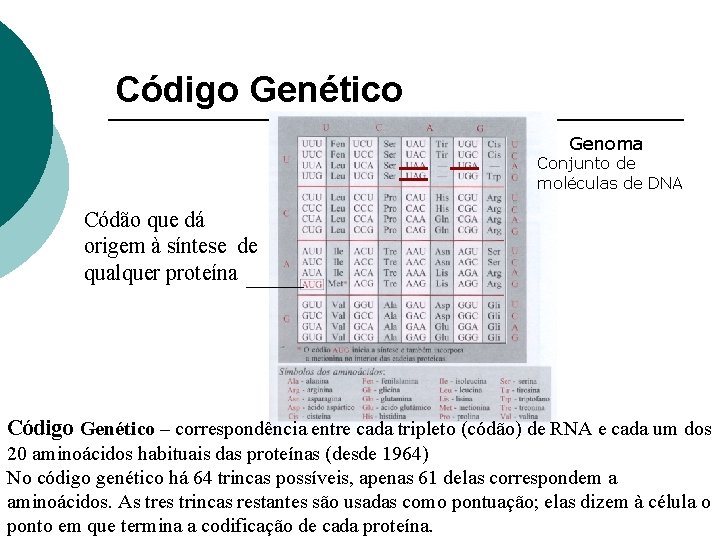 Código Genético Genoma Conjunto de moléculas de DNA Códão que dá origem à síntese