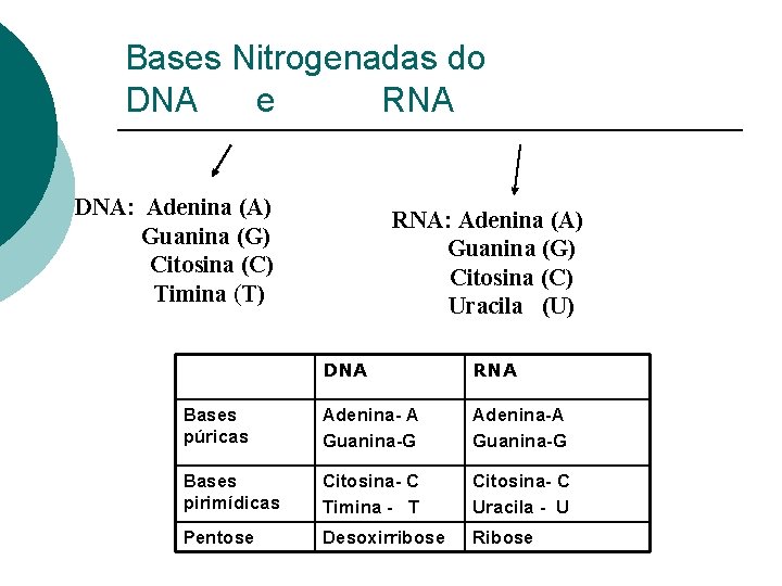 Bases Nitrogenadas do DNA e RNA DNA: Adenina (A) Guanina (G) Citosina (C) Timina