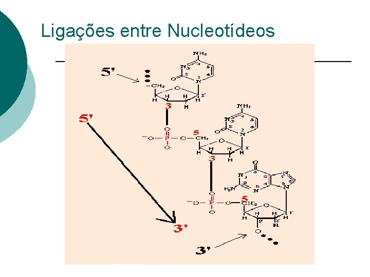 Ligações entre Nucleotídeos 