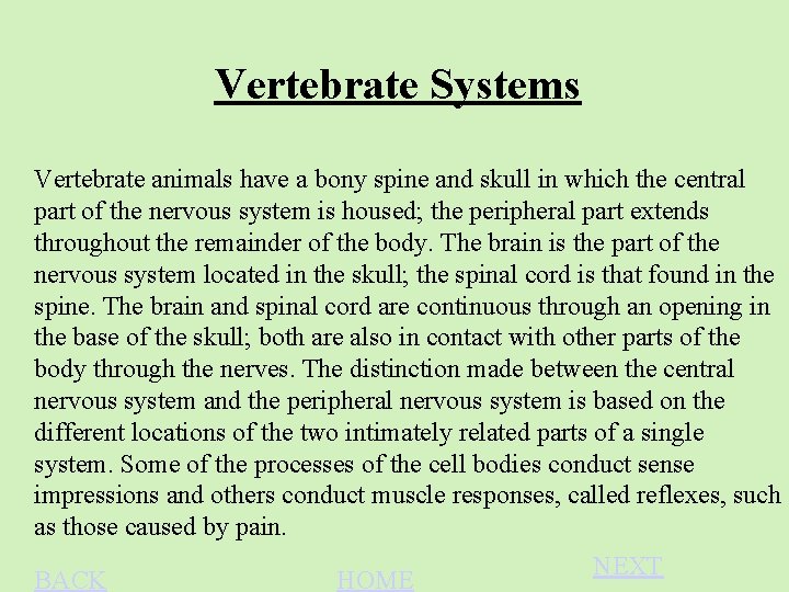 Vertebrate Systems Vertebrate animals have a bony spine and skull in which the central