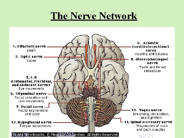 The Nerve Network BACK HOME 