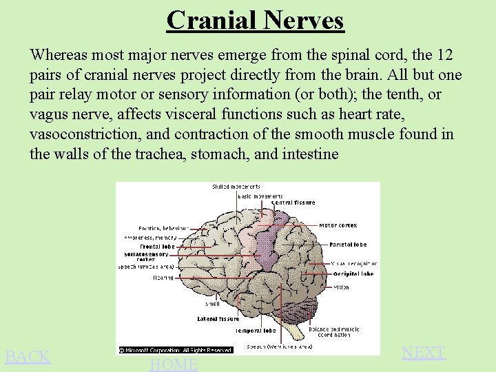 Cranial Nerves Whereas most major nerves emerge from the spinal cord, the 12 pairs