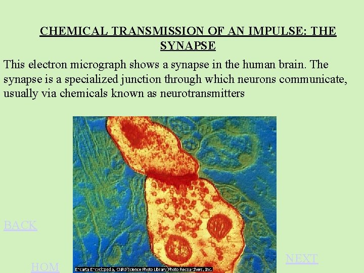 CHEMICAL TRANSMISSION OF AN IMPULSE: THE SYNAPSE This electron micrograph shows a synapse in