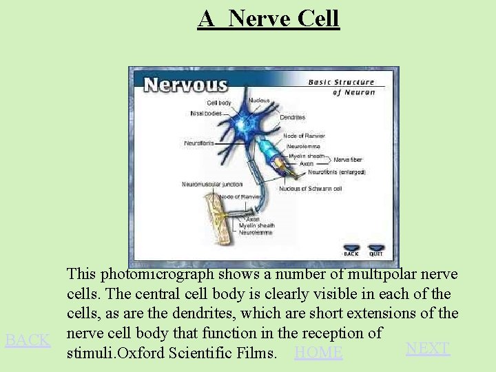 A Nerve Cell This photomicrograph shows a number of multipolar nerve cells. The central