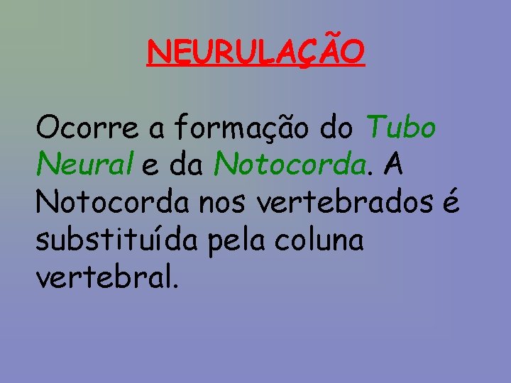 NEURULAÇÃO Ocorre a formação do Tubo Neural e da Notocorda. A Notocorda nos vertebrados