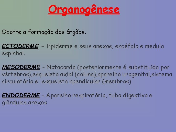 Organogênese Ocorre a formação dos órgãos. ECTODERME - Epiderme e seus anexos, encéfalo e