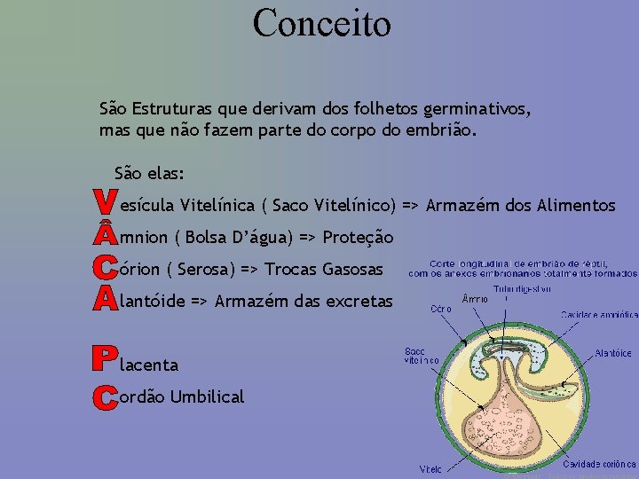 Conceito São Estruturas que derivam dos folhetos germinativos, mas que não fazem parte do