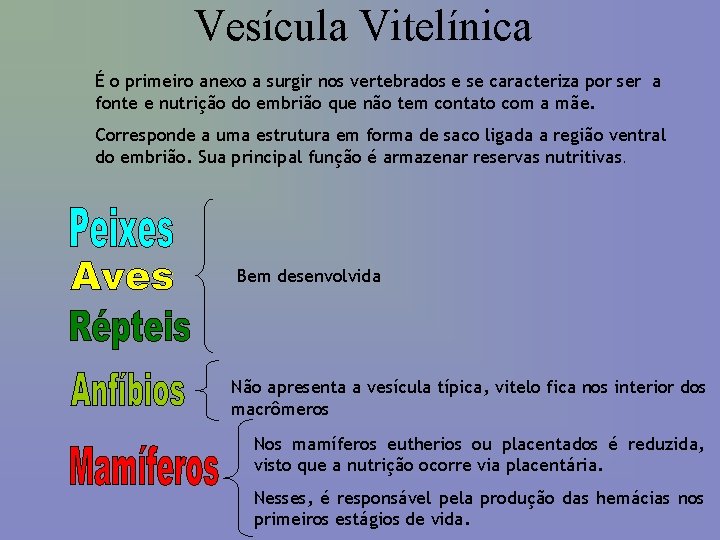 Vesícula Vitelínica É o primeiro anexo a surgir nos vertebrados e se caracteriza por