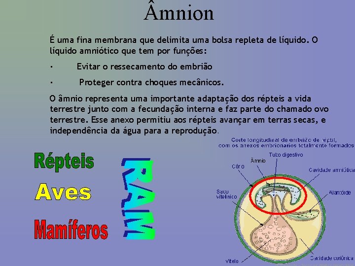  mnion É uma fina membrana que delimita uma bolsa repleta de líquido. O