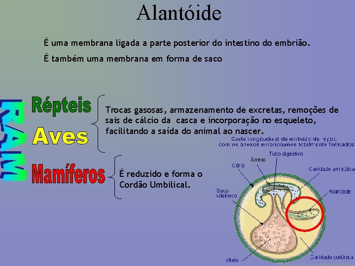 Alantóide É uma membrana ligada a parte posterior do intestino do embrião. É também