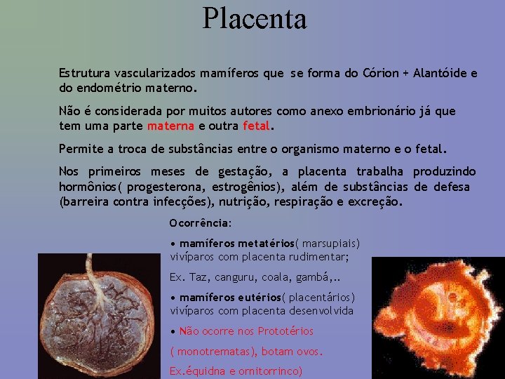 Placenta Estrutura vascularizados mamíferos que se forma do Córion + Alantóide e do endométrio