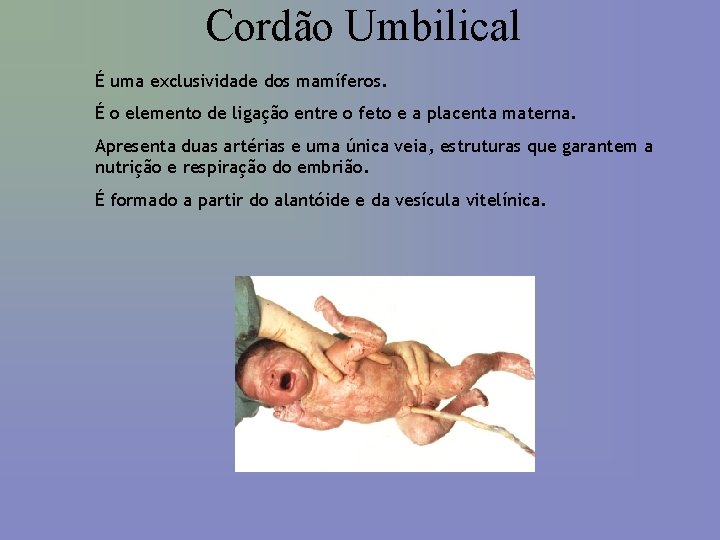 Cordão Umbilical É uma exclusividade dos mamíferos. É o elemento de ligação entre o