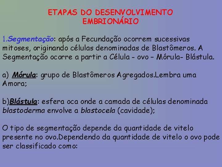 ETAPAS DO DESENVOLVIMENTO EMBRIONÁRIO 1. Segmentação: após a Fecundação ocorrem sucessivas mitoses, originando células