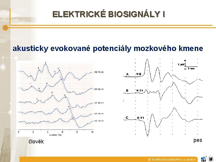 ELEKTRICKÉ BIOSIGNÁLY I akusticky evokované potenciály mozkového kmene člověk pes © Institut biostatistiky a