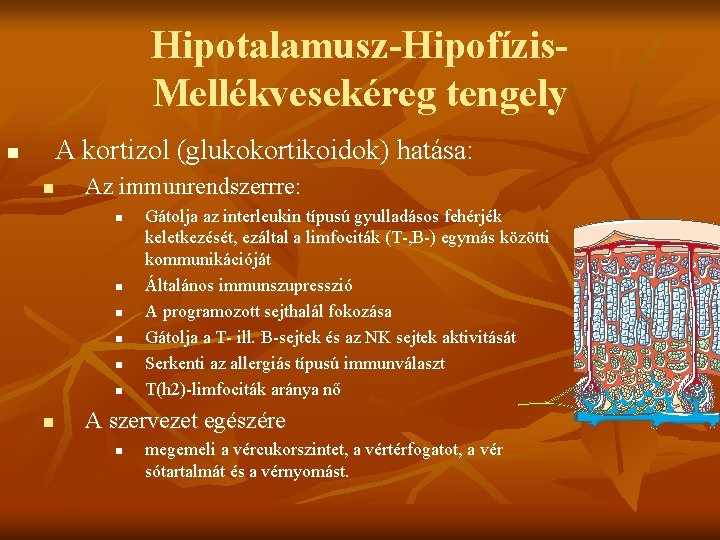 Hipotalamusz-Hipofízis. Mellékvesekéreg tengely A kortizol (glukokortikoidok) hatása: n n Az immunrendszerrre: n n n