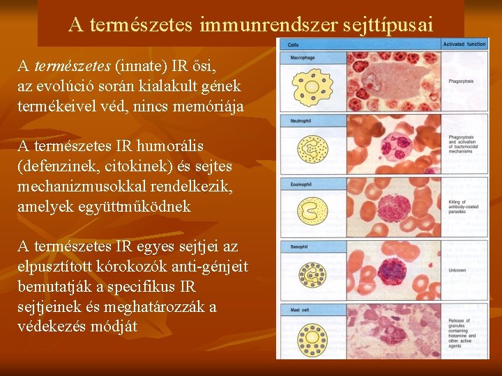 A természetes immunrendszer sejttípusai A természetes (innate) IR ősi, az evolúció során kialakult gének