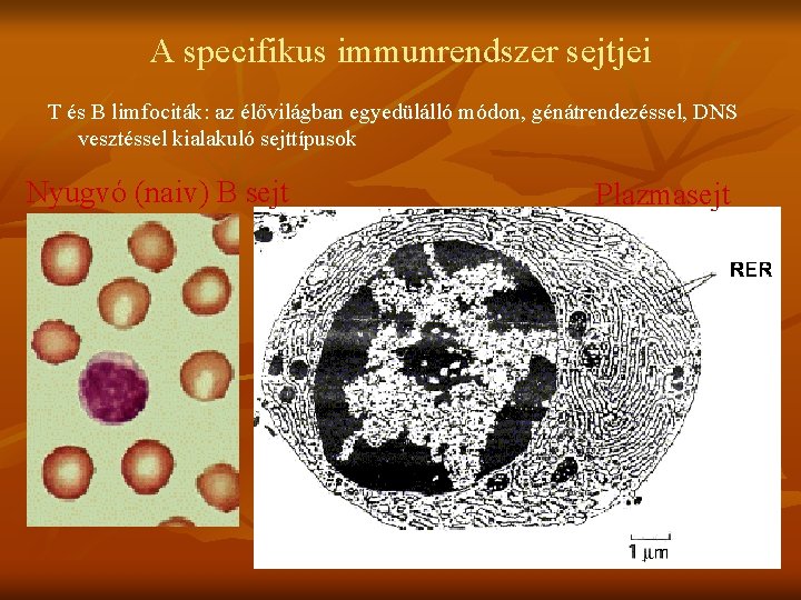A specifikus immunrendszer sejtjei T és B limfociták: az élővilágban egyedülálló módon, génátrendezéssel, DNS