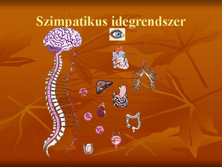 Szimpatikus idegrendszer Pupils Salivary glands Heart T 1 T 2 Bronchi of lungs T