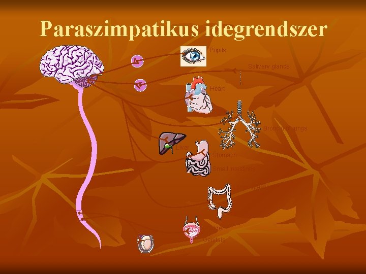 Paraszimpatikus idegrendszer Pupils Salivary glands Heart Bronchi of lungs Liver Stomach Small intestines Large