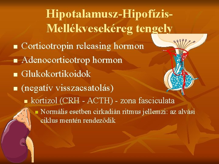 Hipotalamusz-Hipofízis. Mellékvesekéreg tengely n n Corticotropin releasing hormon Adenocorticotrop hormon Glukokortikoidok (negatív visszacsatolás) n