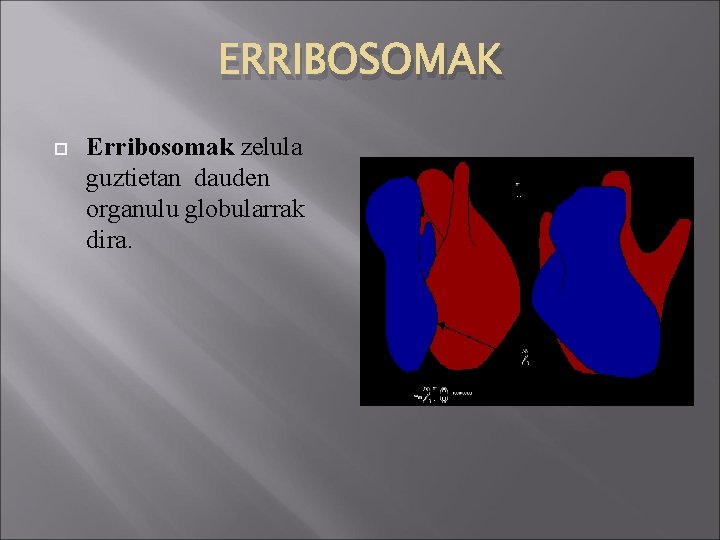 ERRIBOSOMAK Erribosomak zelula guztietan dauden organulu globularrak dira. 