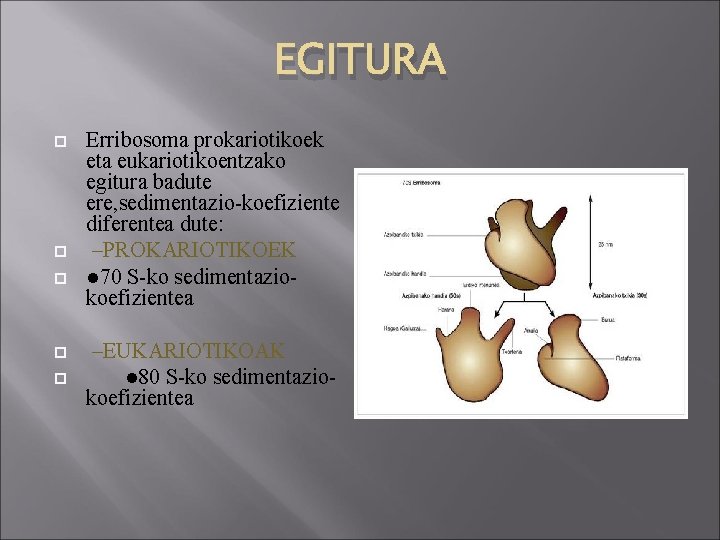 EGITURA Erribosoma prokariotikoek eta eukariotikoentzako egitura badute ere, sedimentazio-koefiziente diferentea dute: –PROKARIOTIKOEK ● 70