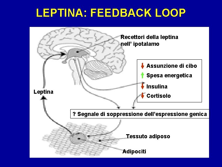 LEPTINA: FEEDBACK LOOP Recettori della leptina nell’ ipotalamo Assunzione di cibo Spesa energetica Insulina