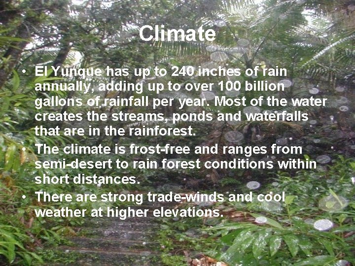 Climate • El Yunque has up to 240 inches of rain annually, adding up