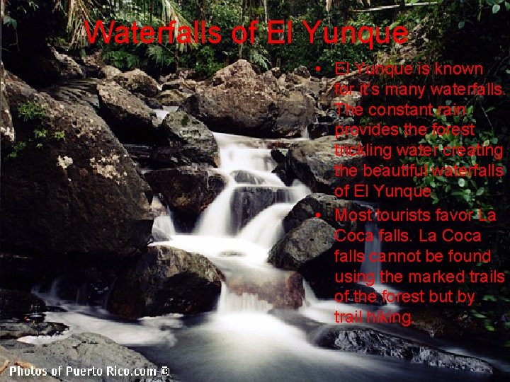 Waterfalls of El Yunque • El Yunque is known for it’s many waterfalls. The