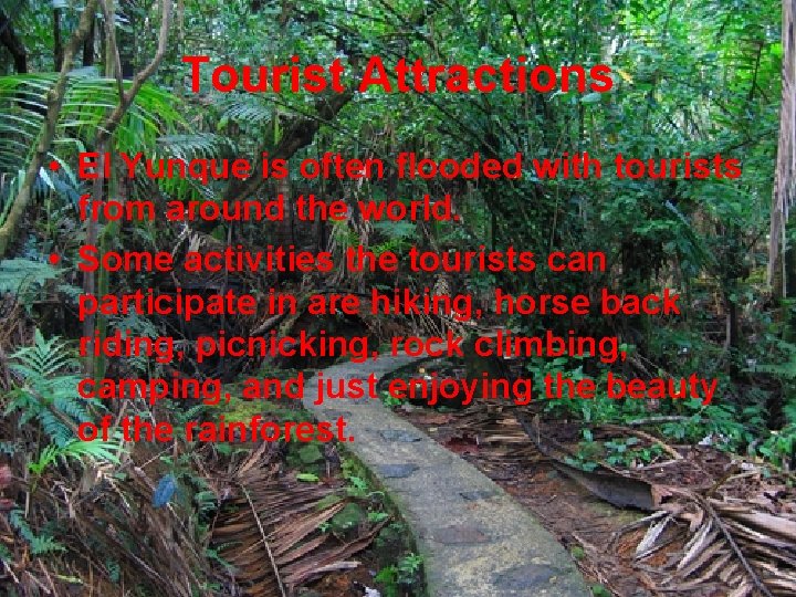 Tourist Attractions • El Yunque is often flooded with tourists from around the world.