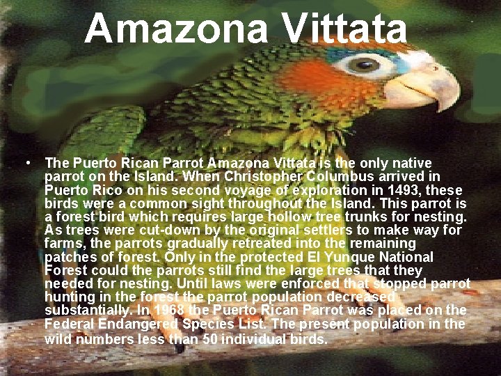Amazona Vittata • The Puerto Rican Parrot Amazona Vittata is the only native parrot