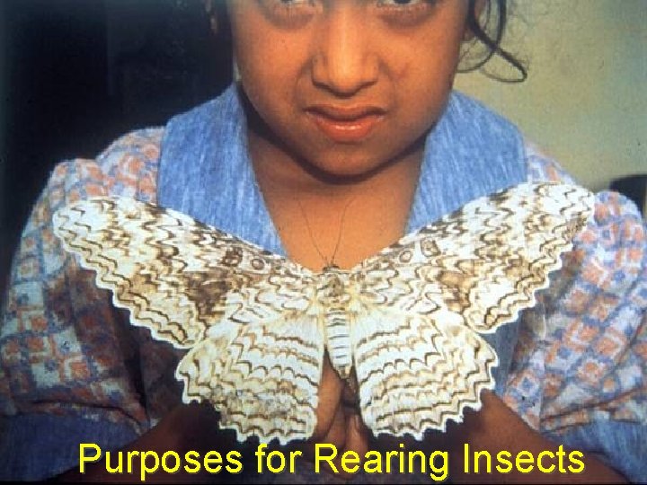 Purposes for Rearing Insects 
