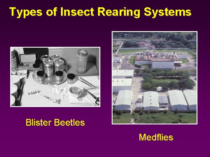 Types of Insect Rearing Systems Blister Beetles Medflies 