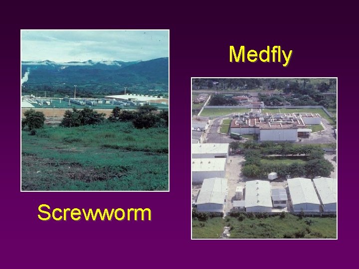 Medfly Screwworm 
