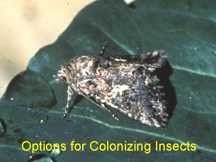 Options for Colonizing Insects 