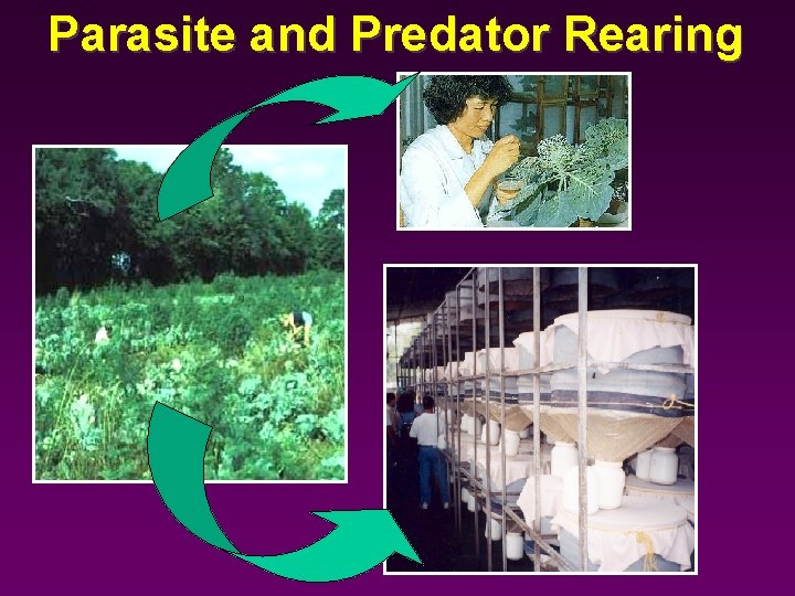 Parasite and Predator Rearing 