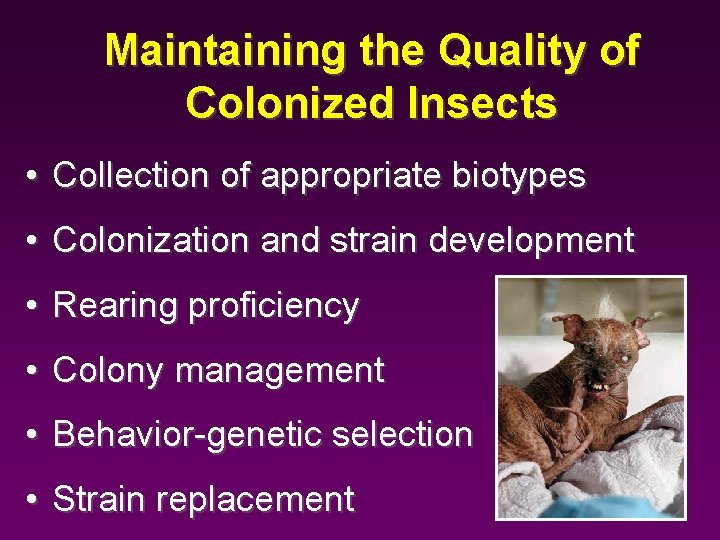 Maintaining the Quality of Colonized Insects • Collection of appropriate biotypes • Colonization and