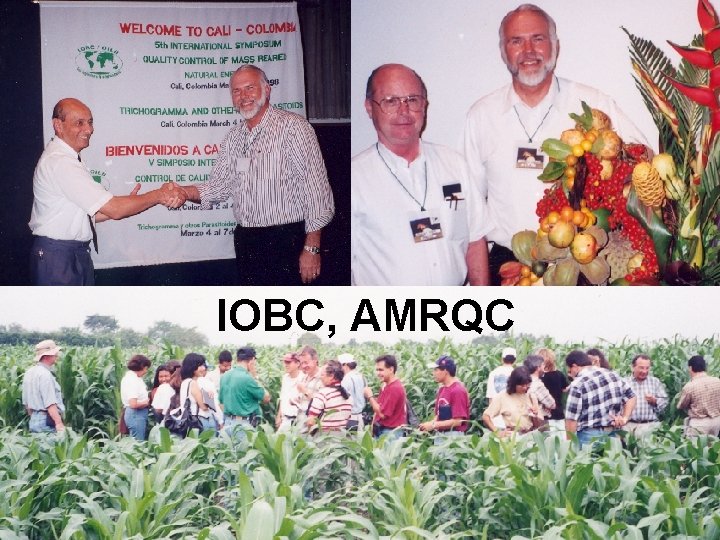 IOBC, AMRQC 