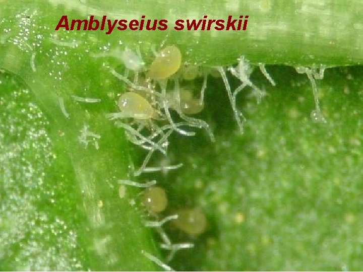 Amblyseius swirskii 