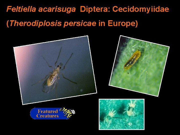 Feltiella acarisuga Diptera: Cecidomyiidae (Therodiplosis persicae in Europe) 