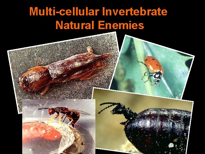 Multi-cellular Invertebrate Natural Enemies 