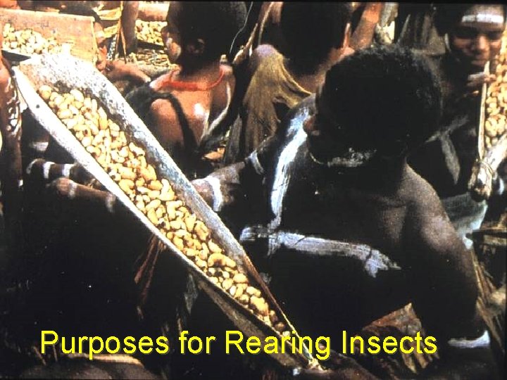 Purposes for Rearing Insects 
