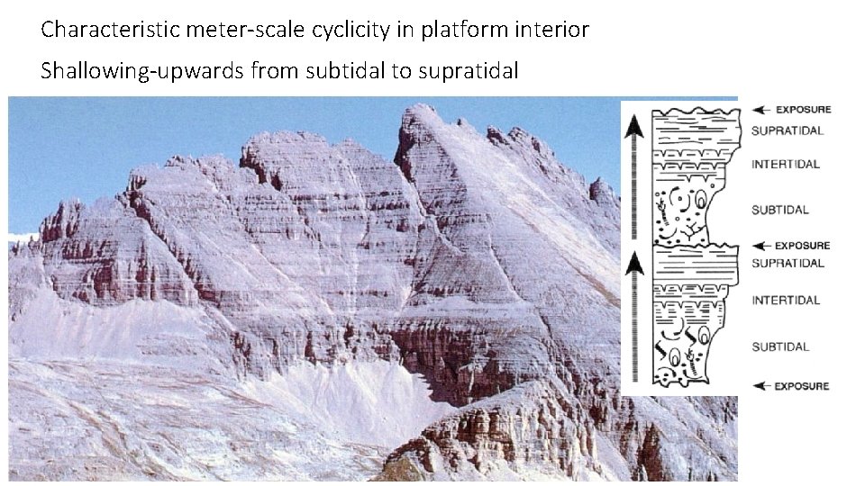 Characteristic meter-scale cyclicity in platform interior Shallowing-upwards from subtidal to supratidal Upper Triassic, Italy