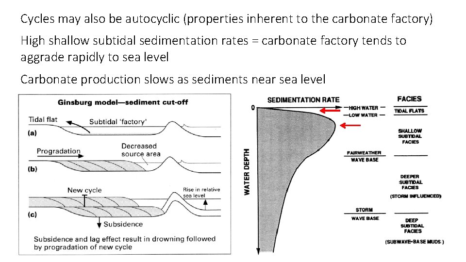 Cycles may also be autocyclic (properties inherent to the carbonate factory) High shallow subtidal