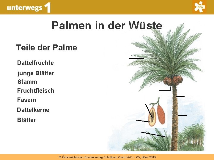 Palmen in der Wüste Teile der Palme Dattelfrüchte junge Blätter Stamm Fruchtfleisch Fasern Dattelkerne